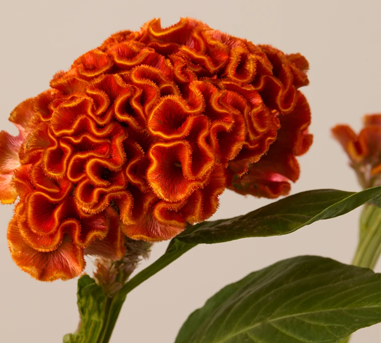 Orange celosia