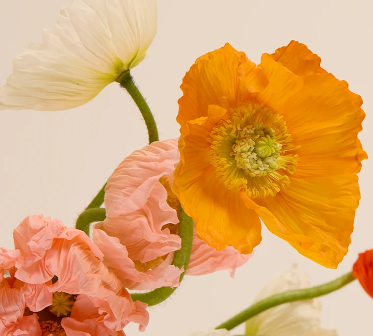 Icelandic poppies in coral, white, and orange