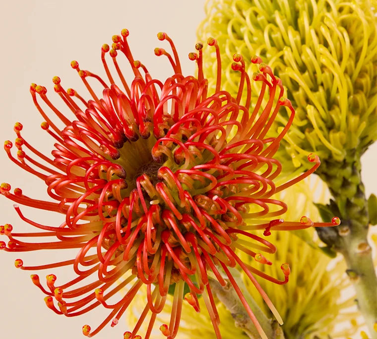 Orange and yellow pincushion protea