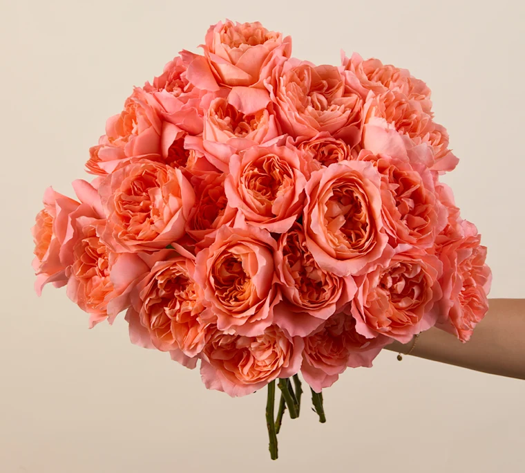 Coral garden roses