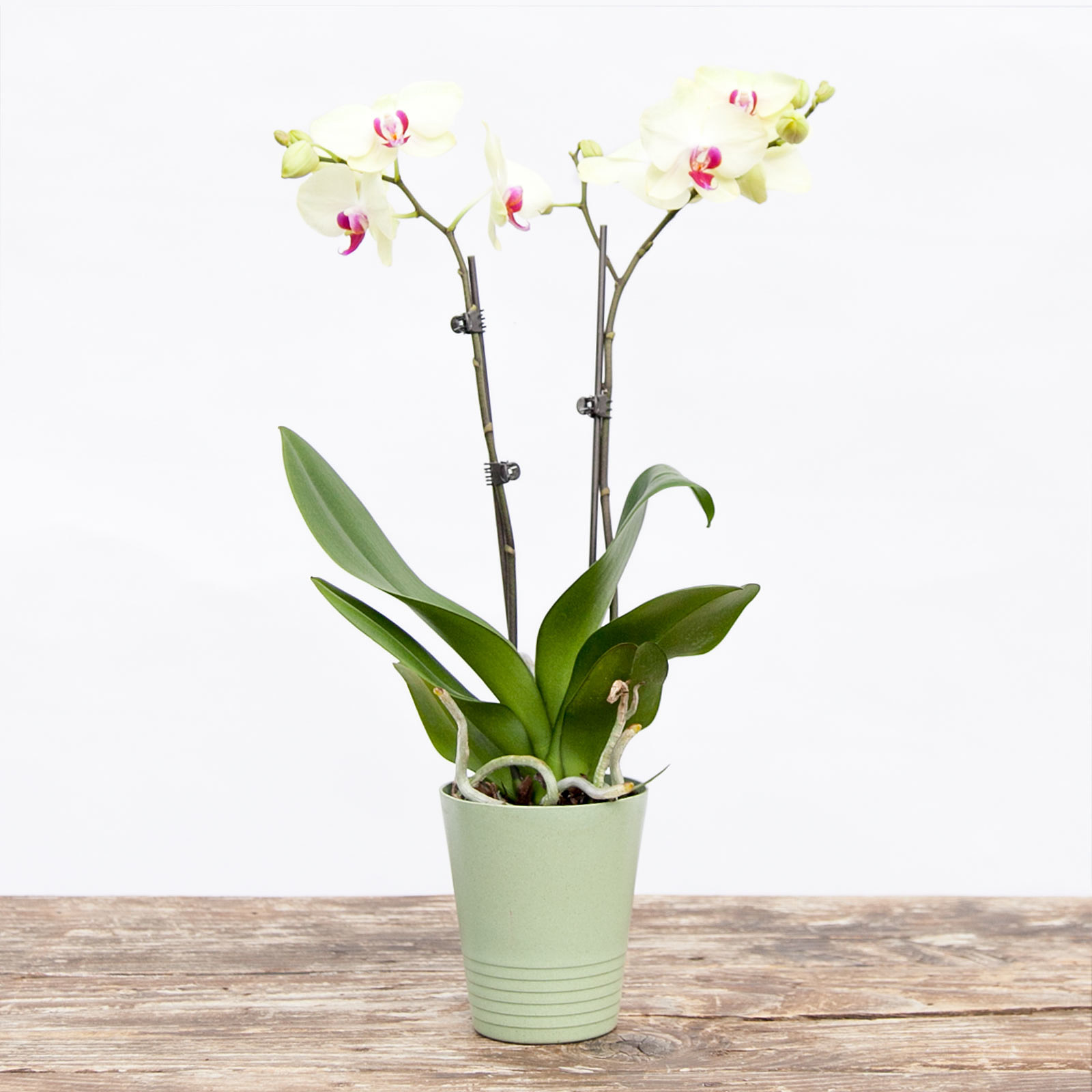 Tahiti- INACTIVE DO NOT USE