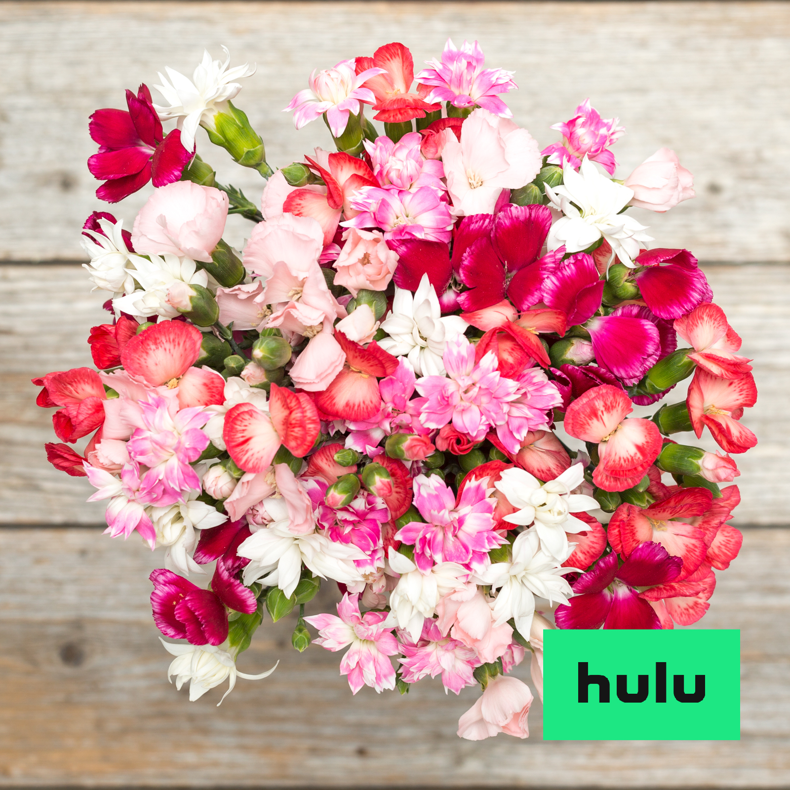 The Millennial Dumpling