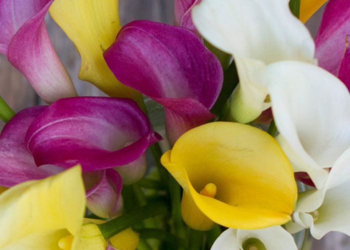 Calla Lily Care