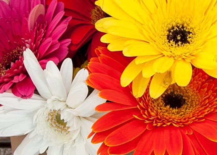 Daisy Care