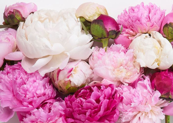 Peony Care