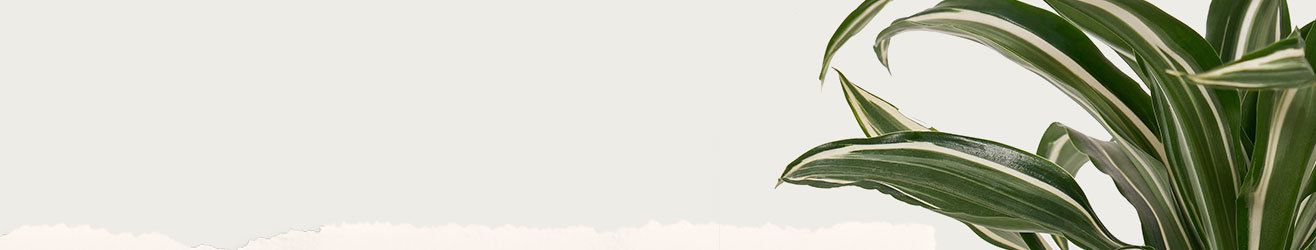 category-banner-img