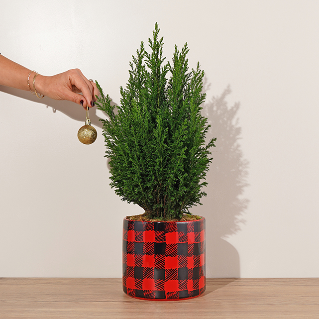 Cozy Flannel- Medium