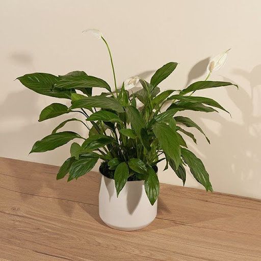 Peace Lily