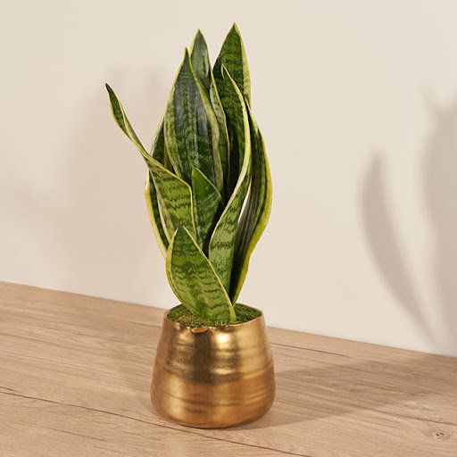 Snake Plant