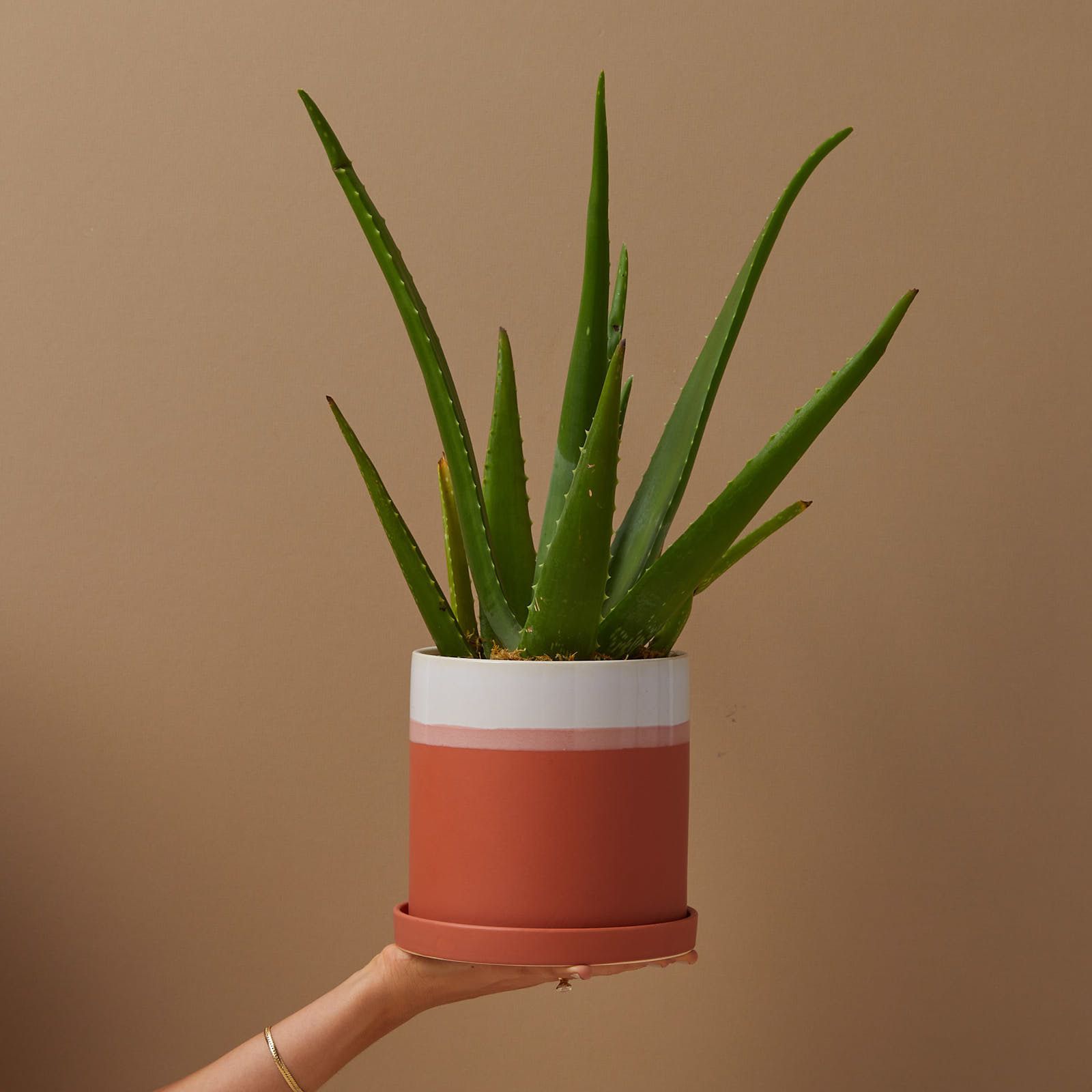 A cactus plant in a terra cotta pot.