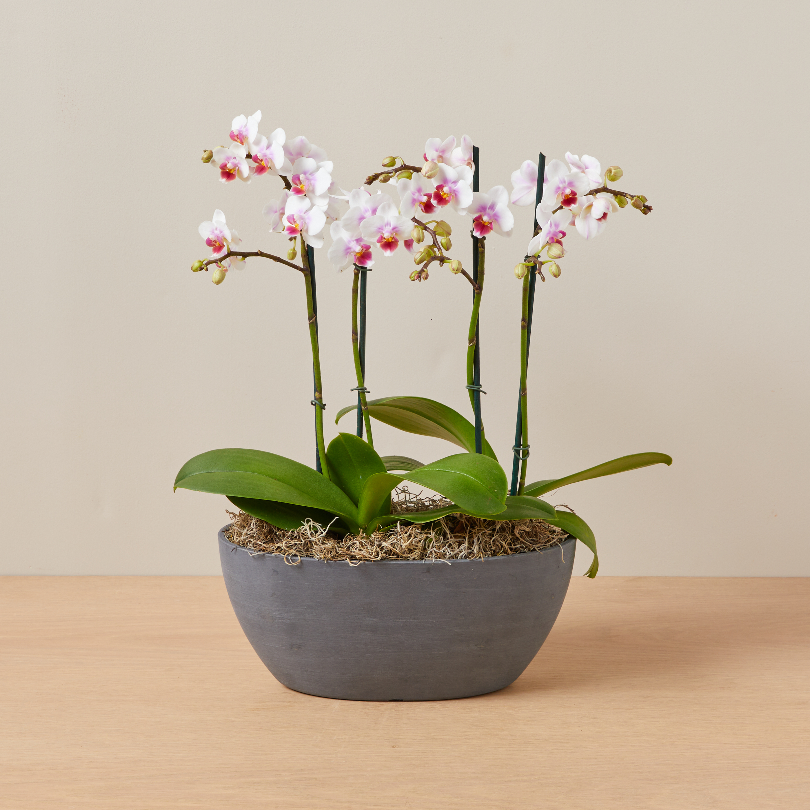 The Orchid Arrangement