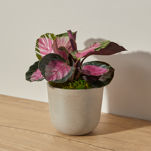 Rosy Calathea Plant