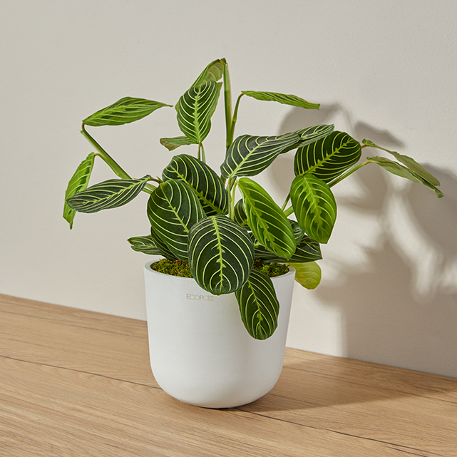 Prayer Plant