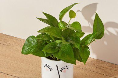 Jade plant