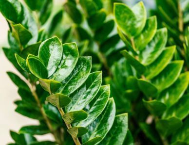 Closeup of ZZ Plant
