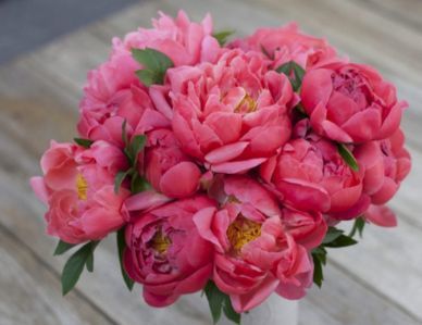 Bouquet of pink peonies in a white vase on a wooden deck