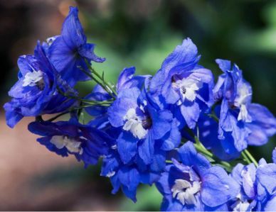 Blue-violet larkspur flowers growing outside.