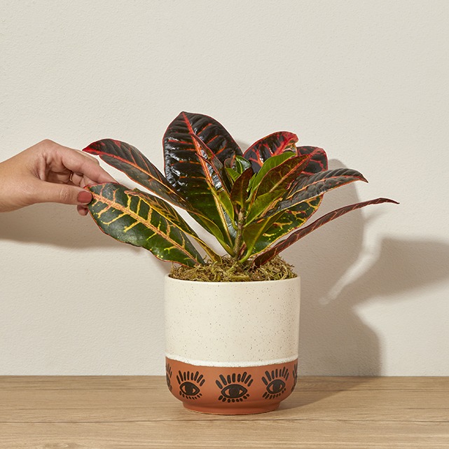 A potted croton plant.