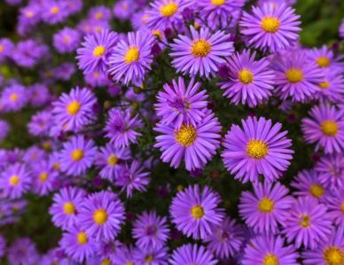 Closeup of aster flowers outside