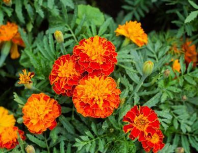 Orange-red marigolds growing outside.