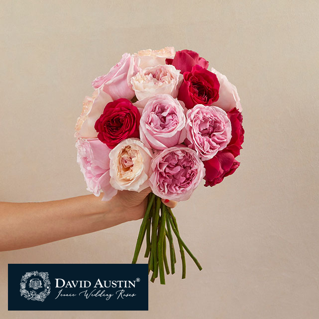 Dark and Light Pink Garden Roses - The Bouqs Co.