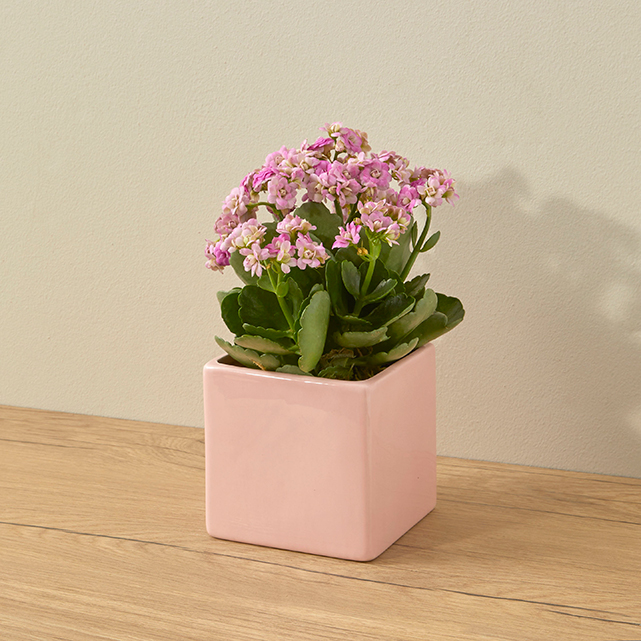 Calandiva Plant