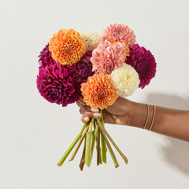 Farmer's Choice Dahlia Bouquet
