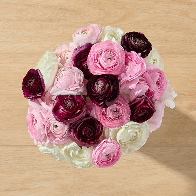 An arrangement of pink, white, and purple ranunculus flowers.