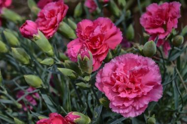 Close-up of pink carnation flowers growing outside.