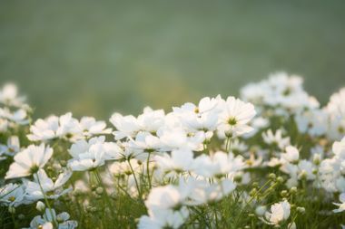 Field of white flowers.