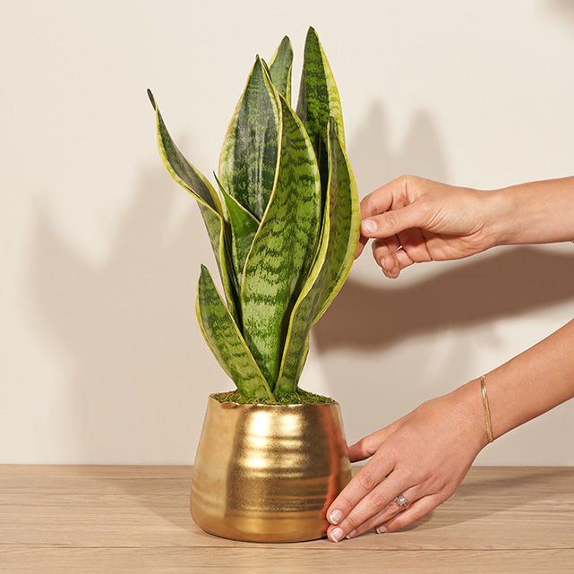 A snake plant in a gold pot.