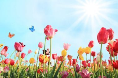 Field of colorful tulips with sun shining in background.