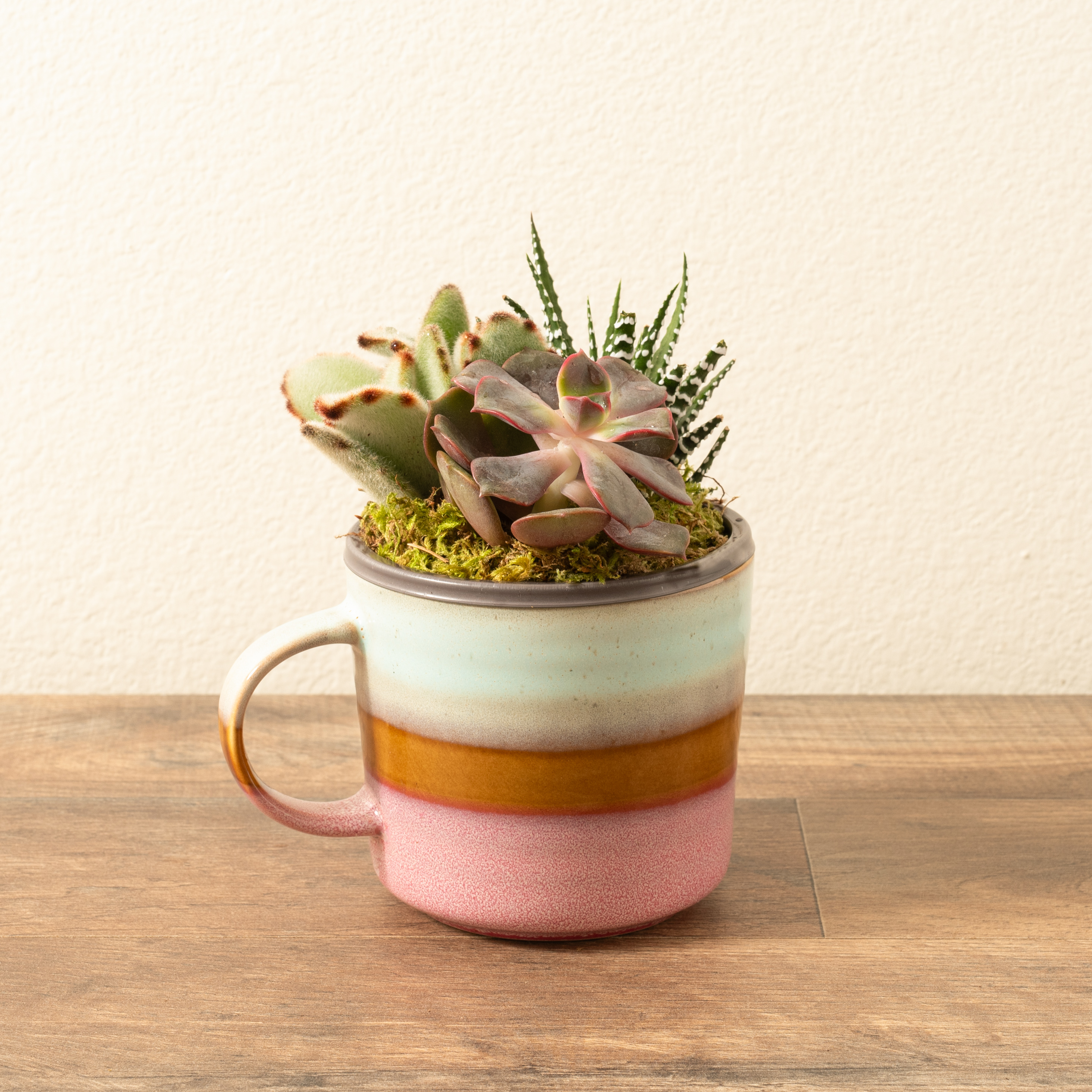 Mixed succulent plants growing in a stoneware mug planter.