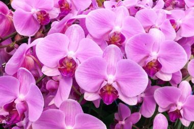 Close-up of many purple orchid flowers.