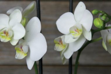 Close-up of some white orchid flowers.