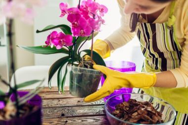 Gardener placing an orchid plant into a clear plastic pot.