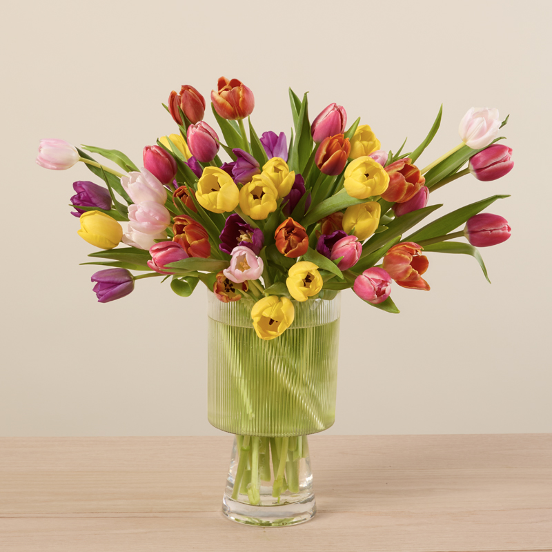 50 Farmer's Choice Tulips