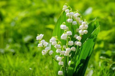 White lily of the valley flowers growing outside.