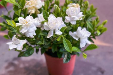 Gardenia plant with white flowers blossoming in a terracotta pot.