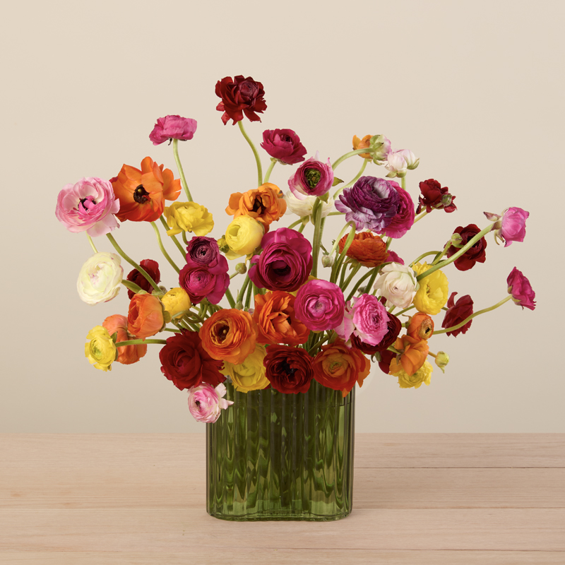 50 Farmer's Choice Ranunculus