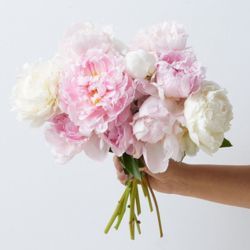 A hand holding blooming mixed peonies.