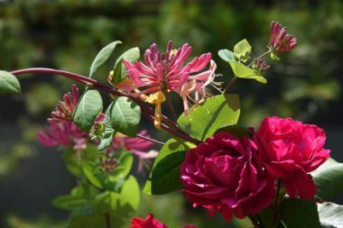 Bright pink honeysuckle flowers growing outside.