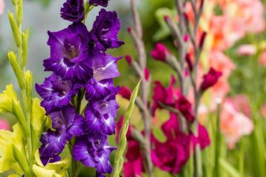 Close-up of purple gladiolus flowers growing outside.