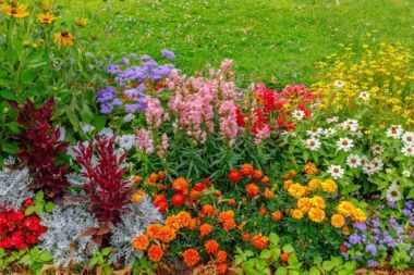 A garden bed filled with various colorful flowers.