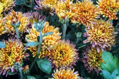 Mums growing outside in a yellow-violet shade.
