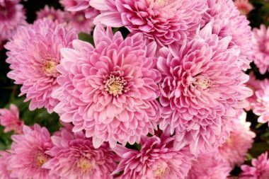 Close-up of pink mum flowers.