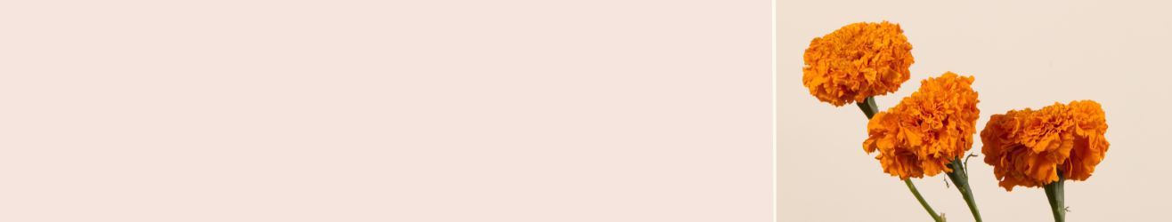category-banner-img