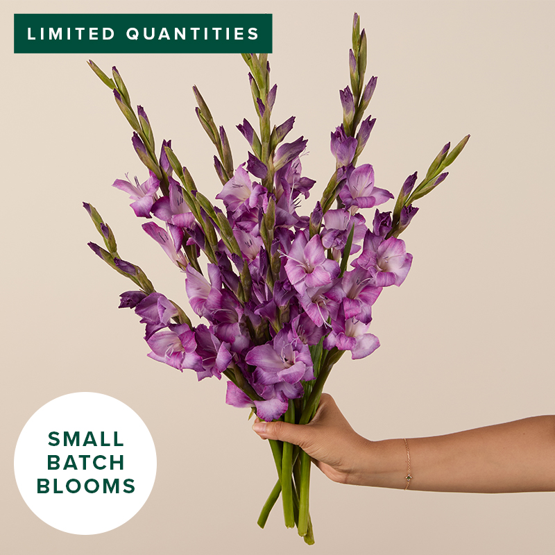 Violet Gladiolus
