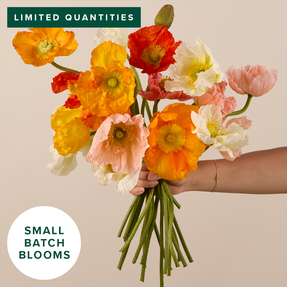 An arrangement of assorted poppy flowers in various colors.