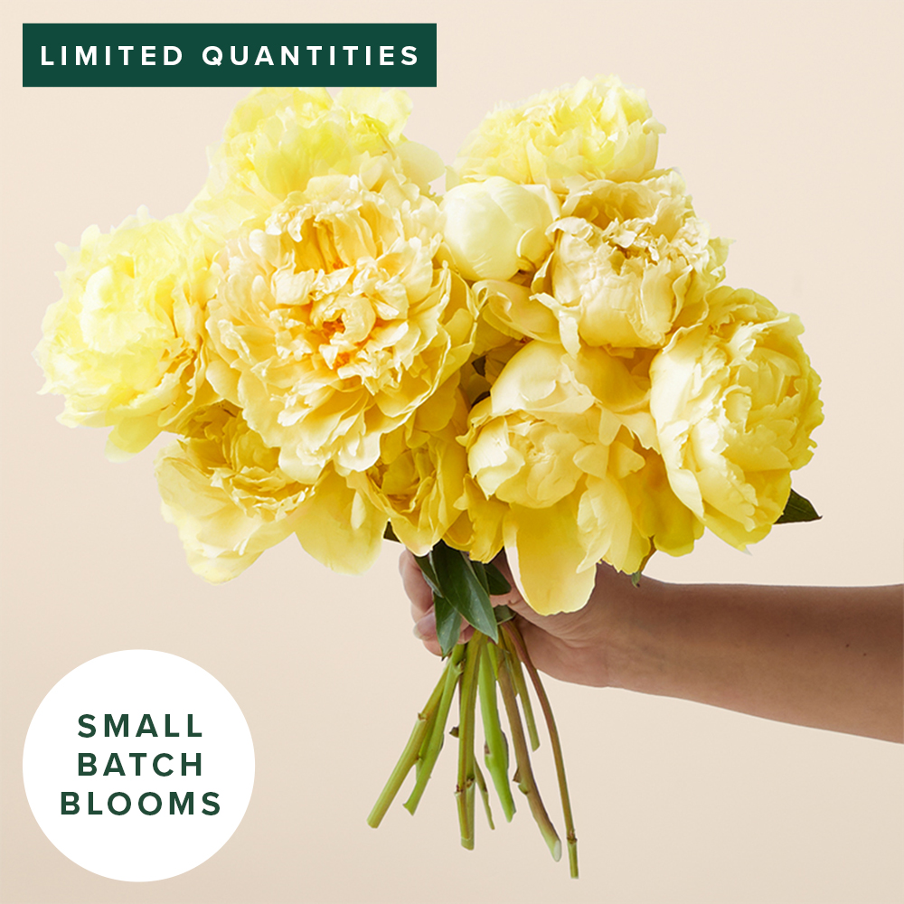 Butter Yellow Peonies